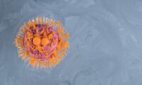 Bordetella pertussis